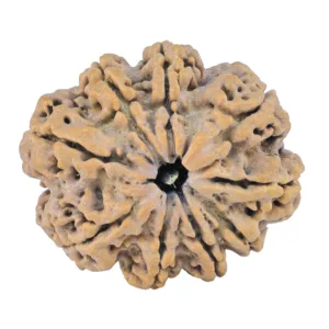 9 Mukhi Rudraksha 30.5mm 5.66gm - Rudraksha