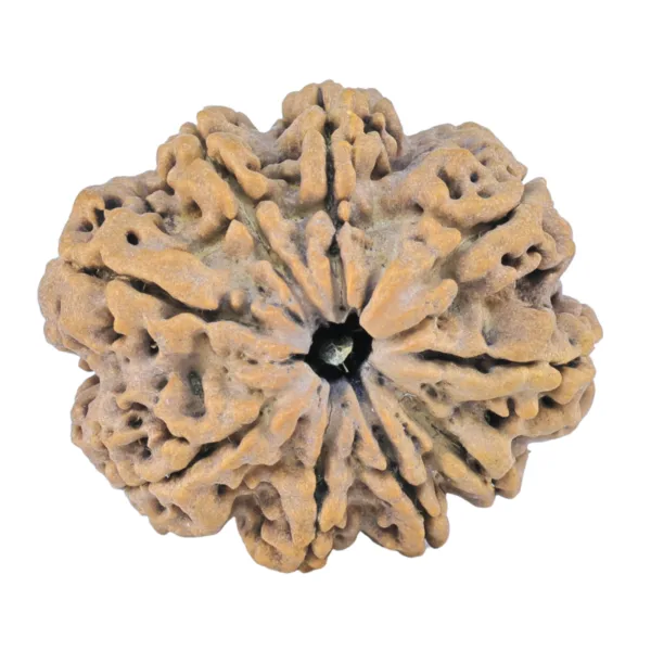 9 Mukhi Rudraksha 30.5mm 5.66gm - Rudraksha