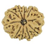 10 Mukhi Rudraksha 25mm 3.18gm - Rudraksha