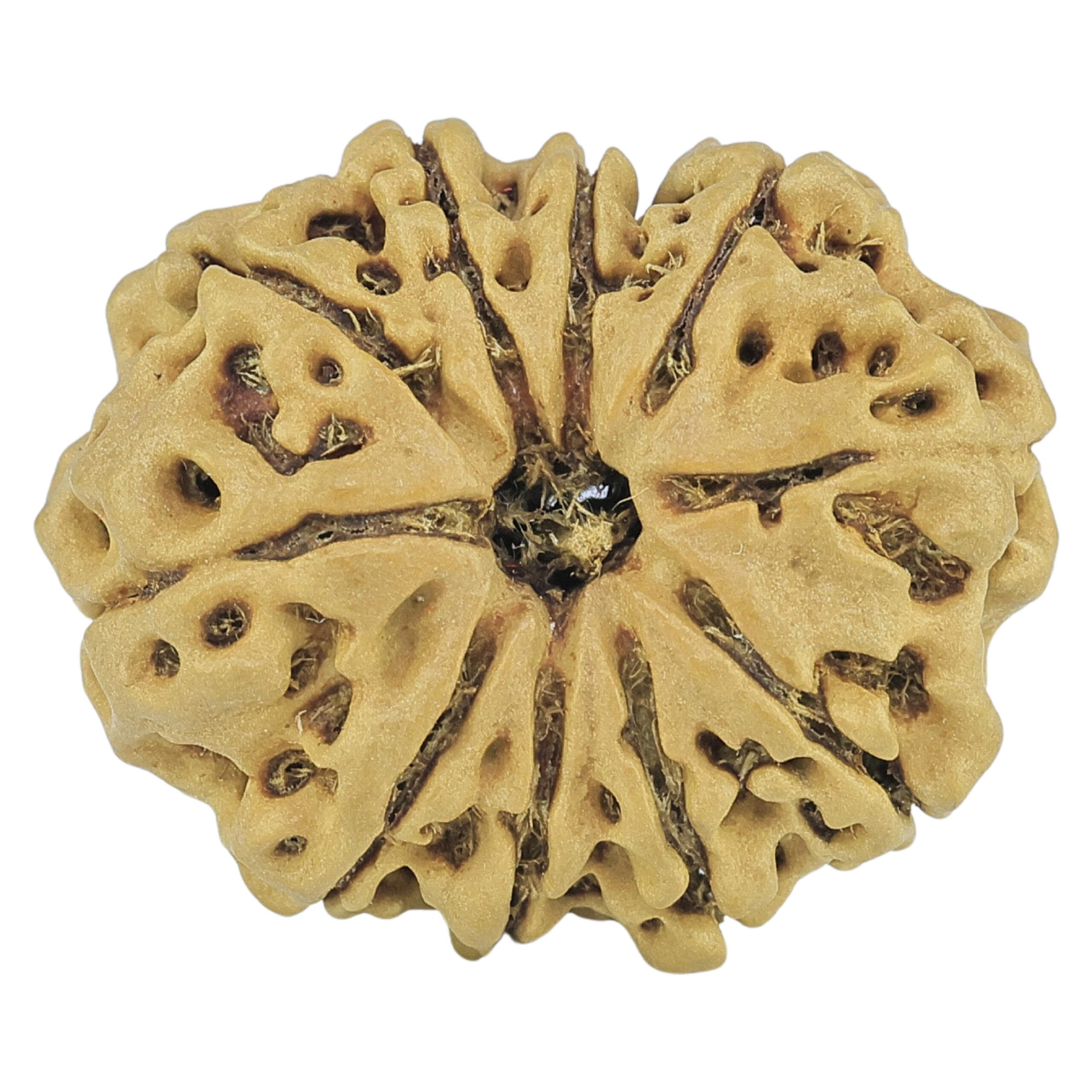 10 Mukhi Rudraksha 25mm 3.18gm - Rudraksha