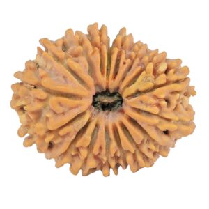 17 Mukhi Rudraksha 28.5mm 4.65gm - Rudraksha