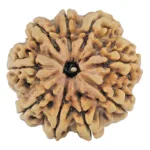9 Mukhi Rudraksha 27mm 5.53gm - Rudraksha