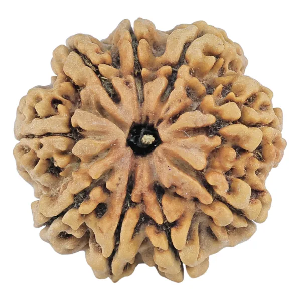 9 Mukhi Rudraksha 27mm 5.53gm - Rudraksha