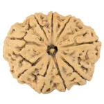 9 Mukhi Rudraksha 29mm 4.32gm - Rudraksha