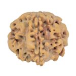 1MK(Underdeveloped) 23.5mm 4.61gm - Rudraksha