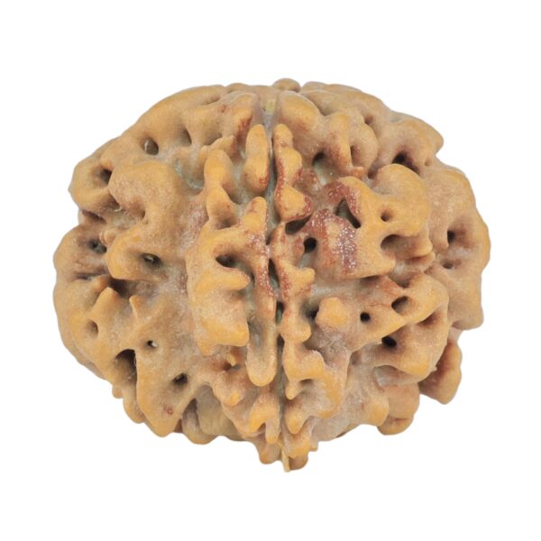 1MK(Underdeveloped) 23.5mm 4.61gm - Rudraksha