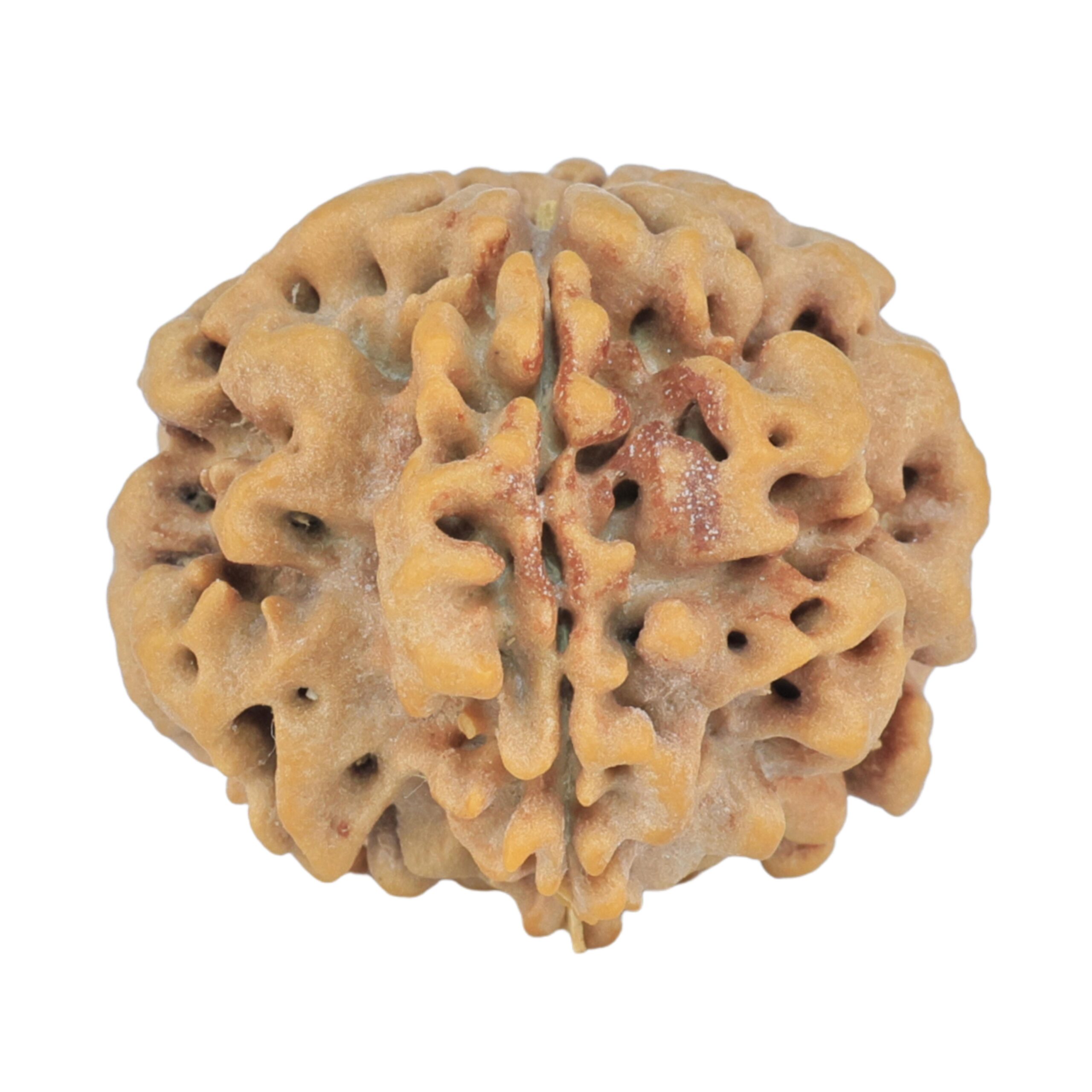 1MK(Underdeveloped) 23.5mm 4.61gm - Rudraksha