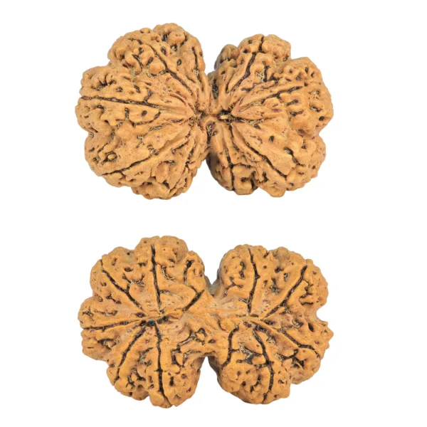 9 MK Gaurishankar 38.3mm 8.2gm - Rudraksha