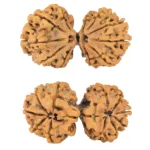 11 MK Gaurishankar 40.4mm 6.68gm - Rudraksha