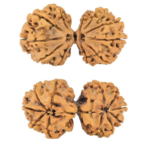11 MK Gaurishankar 40.4mm 6.68gm - Rudraksha