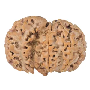 Sawar/Ganesh (5+1) 34.2mm 7.79gm - Rudraksha