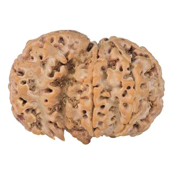 Sawar/Ganesh (5+1) 34.2mm 7.79gm - Rudraksha