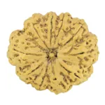 10 Mukhi Rudraksha 36.1mm 8gm - Rudraksha