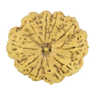 10 Mukhi Rudraksha 36.1mm 8gm - Rudraksha