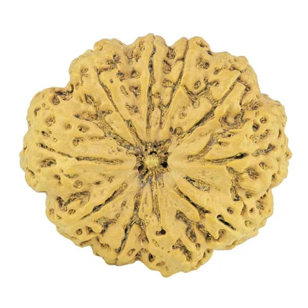 10 Mukhi Rudraksha 36.1mm 8gm - Rudraksha