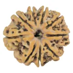 9 Mukhi Rudraksha 26.1mm 3.84gm - Rudraksha