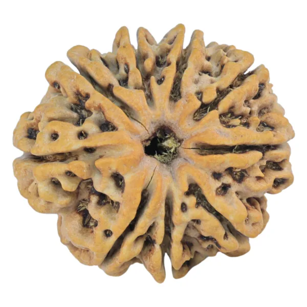 9 Mukhi Rudraksha 26.1mm 3.84gm - Rudraksha