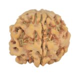 1MK(Underdeveloped) 24.6mm 4.82gm - Rudraksha