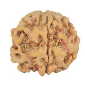 1MK(Underdeveloped) 24.6mm 4.82gm - Rudraksha