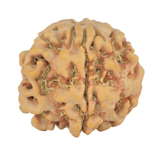 1MK(Underdeveloped) 24.6mm 4.82gm - Rudraksha