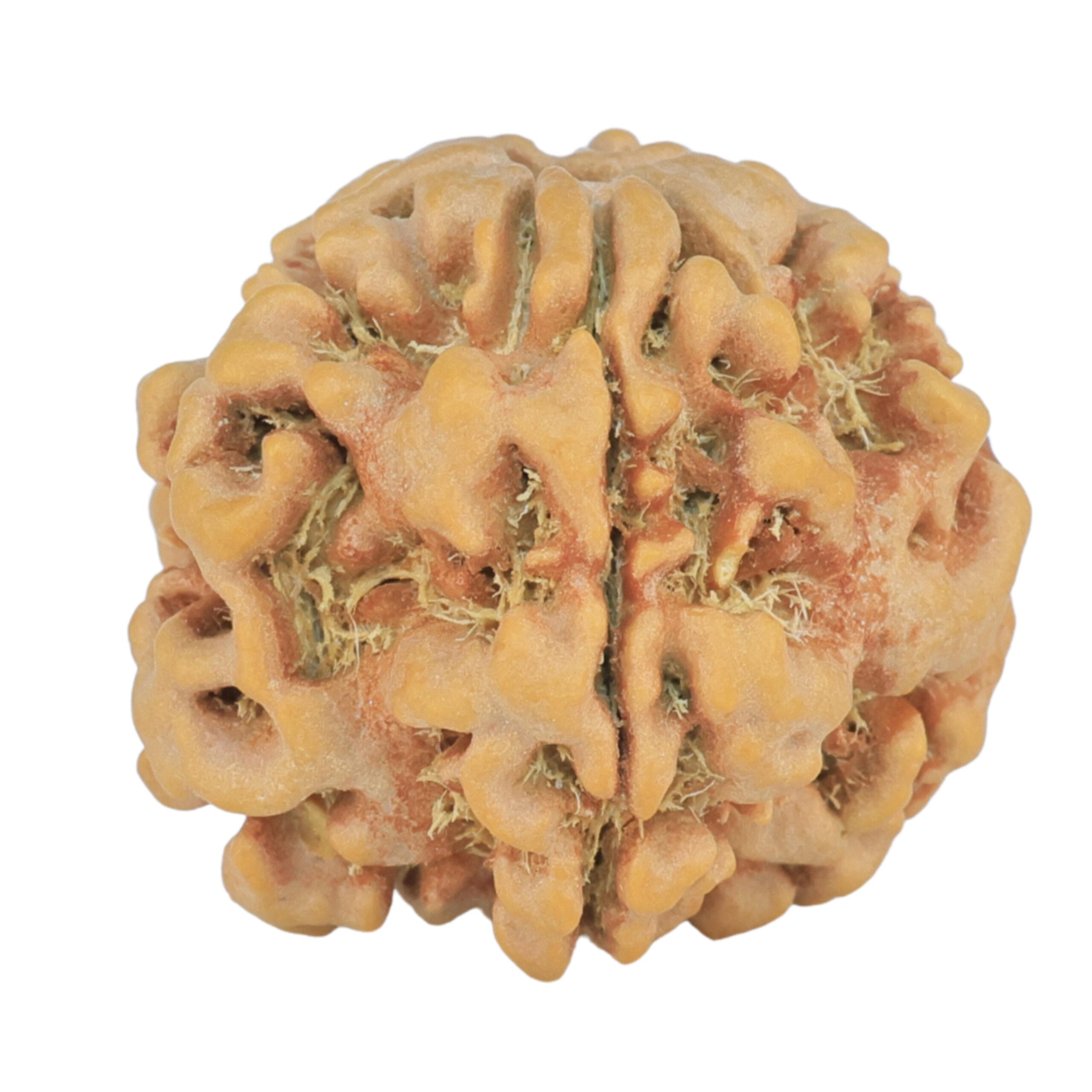 1MK(Underdeveloped) 24.6mm 4.82gm - Rudraksha