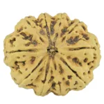 10 Mukhi Rudraksha 34.1mm 6.4gm - Rudraksha