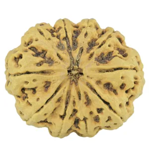 10 Mukhi Rudraksha 34.1mm 6.4gm - Rudraksha