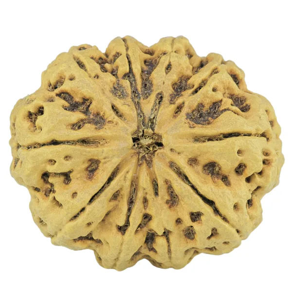 10 Mukhi Rudraksha 34.1mm 6.4gm - Rudraksha