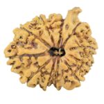11 Mukhi Ganesh 22.4mm 2.49gm - Rudraksha