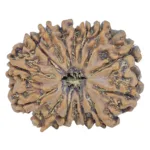 15 Mukhi Rudraksha 23mm 3.21gm - Rudraksha