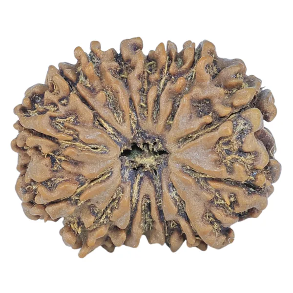 15 Mukhi Rudraksha 23mm 3.21gm - Rudraksha