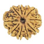 10 Mukhi Rudraksha 26.4mm 3.52gm - Rudraksha