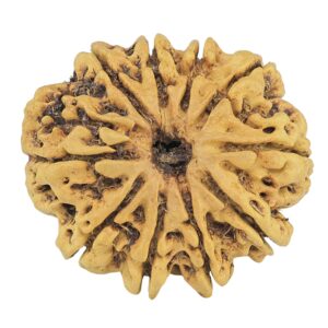 10 Mukhi Rudraksha 26.4mm 3.52gm - Rudraksha