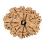 9 Mukhi Rudraksha 25.7mm 4.07gm - Rudraksha
