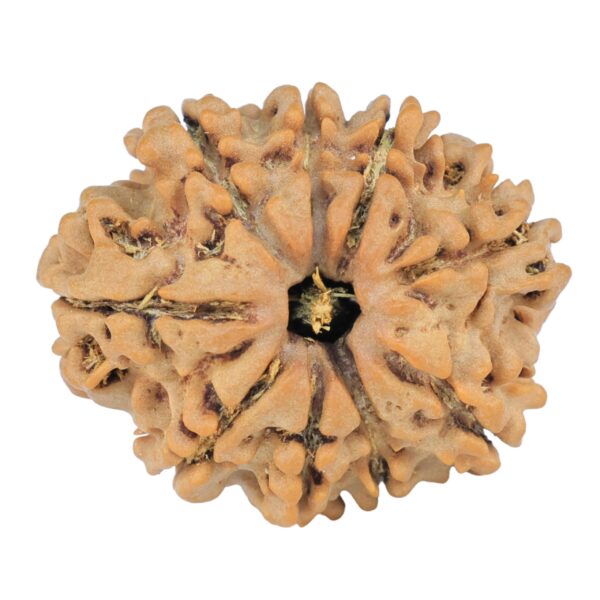 9 Mukhi Rudraksha 25.7mm 4.07gm - Rudraksha