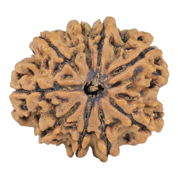 9 Mukhi Rudraksha 26.6mm 4.37gm - Rudraksha
