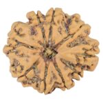 9 Mukhi Rudraksha 26.8mm 4.57gm - Rudraksha