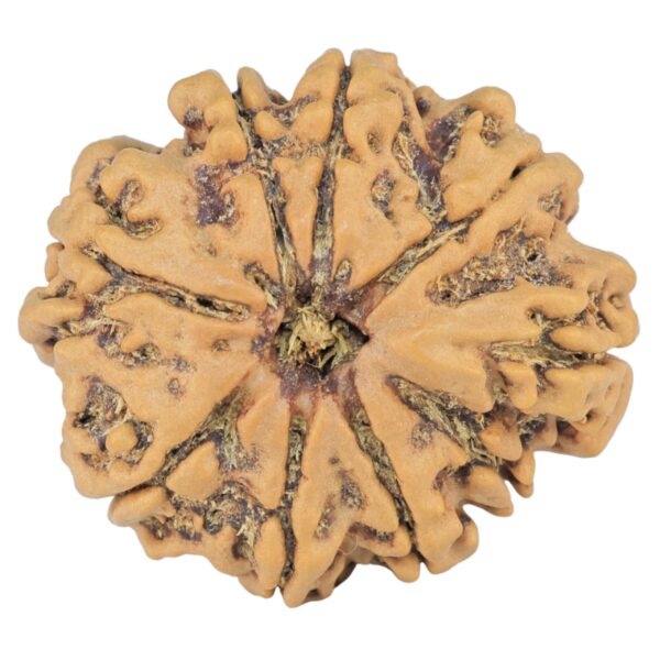 9 Mukhi Rudraksha 26.8mm 4.57gm - Rudraksha