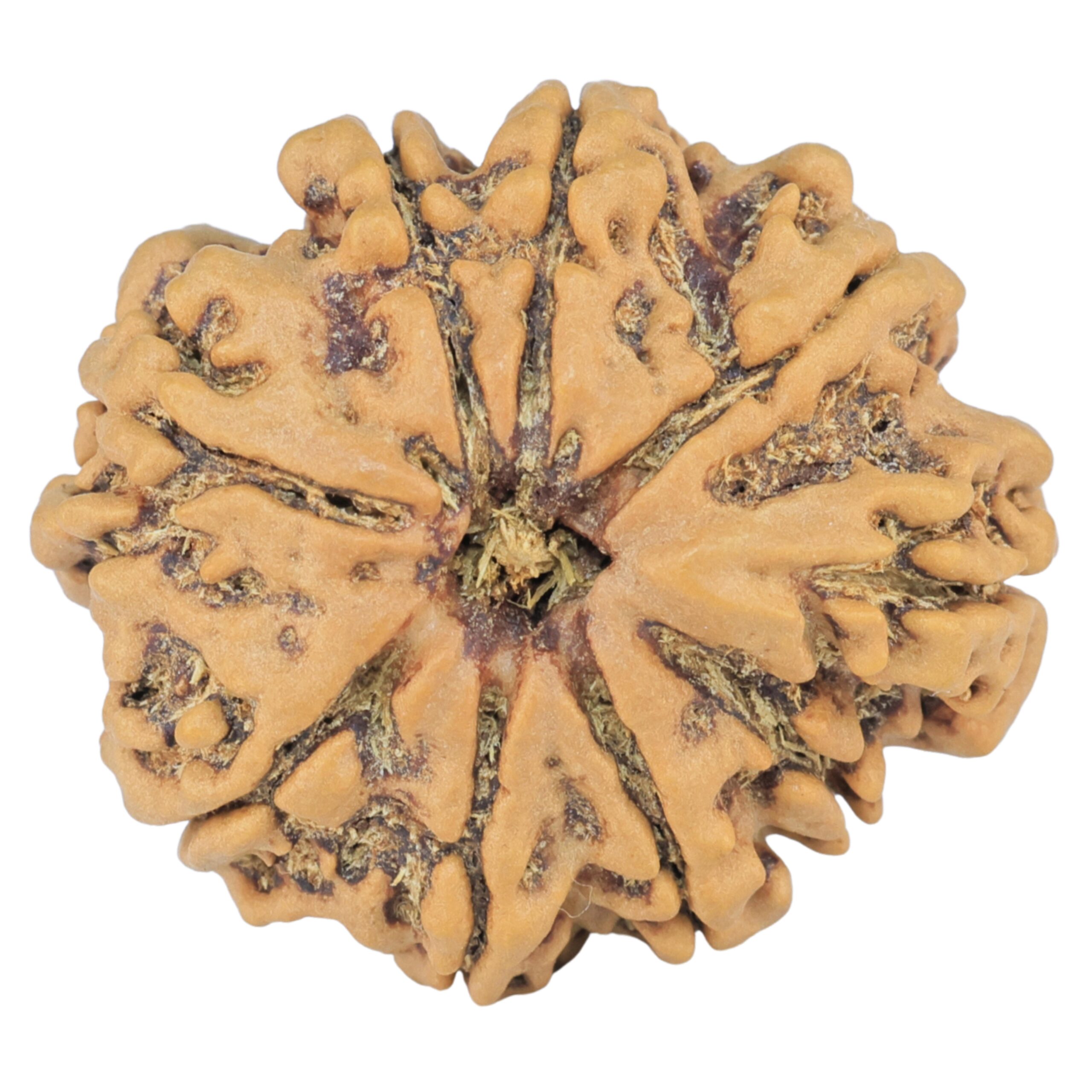 9 Mukhi Rudraksha 26.8mm 4.57gm - Rudraksha