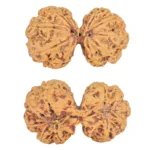 10 Mk Gaurishankar 38.6mm 7.47gm - Rudraksha