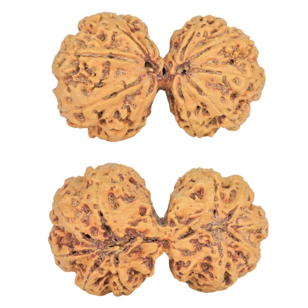 10 Mk Gaurishankar 38.6mm 7.47gm - Rudraksha