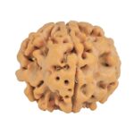 1MK(Underdeveloped) 24.2mm 4.51gm - Rudraksha