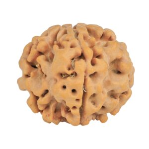 1MK(Underdeveloped) 24.2mm 4.51gm - Rudraksha