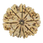 9 Mukhi Rudraksha 27.4mm 4.82gm - Rudraksha