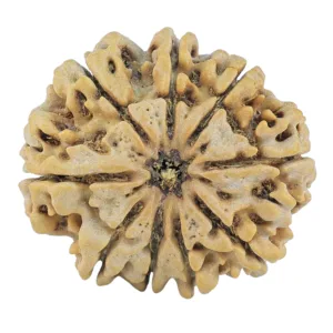 9 Mukhi Rudraksha 27.4mm 4.82gm - Rudraksha