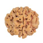1MK(Underdeveloped) 23.1mm 3.9gm - Rudraksha
