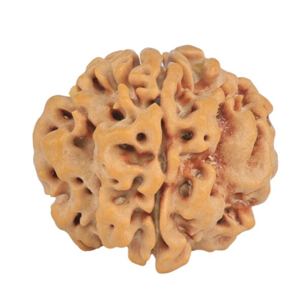 1MK(Underdeveloped) 23.1mm 3.9gm - Rudraksha