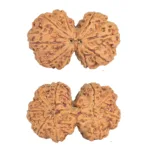 9 MK Gaurishankar 39mm 9.88gm - Rudraksha