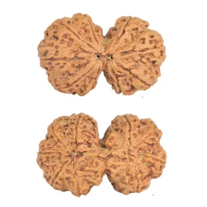 9 MK Gaurishankar 39mm 9.88gm - Rudraksha