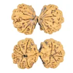 11 MK Gaurishankar 42.9mm 7.36gm - Rudraksha